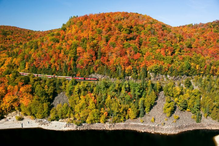 a tree with a mountain in the background